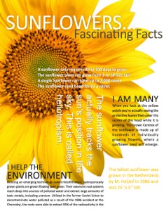 Sunflower - Fancinating Facts