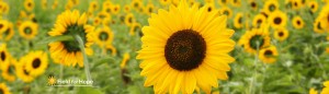 Sunflower -field for hope