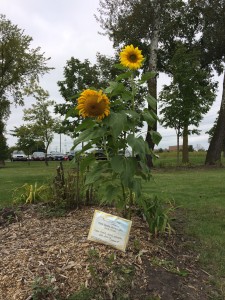 Sunflower and Schools for Hope sign