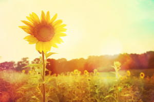 Sunflower field - iFred