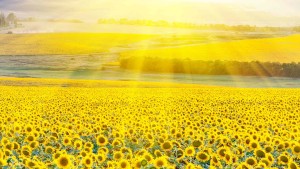 Big Field of Sunflower